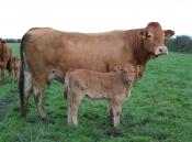 1418 JOVIALE BISON X DELICE (3)-compressed